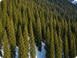 Forest valley scene for Manali package